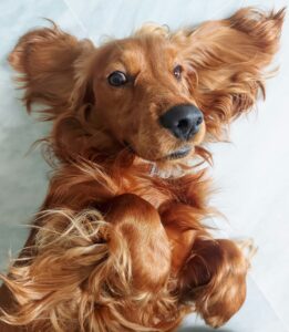 Rødbrun hund ligger på gulvet