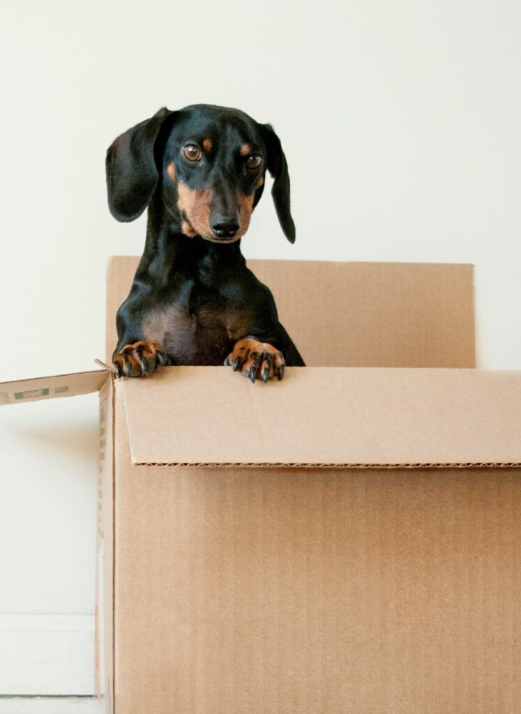 Hund som sitter i en pappeske - illustrerer spørsmålet om hvem som beholder kjæledyret ved brudd