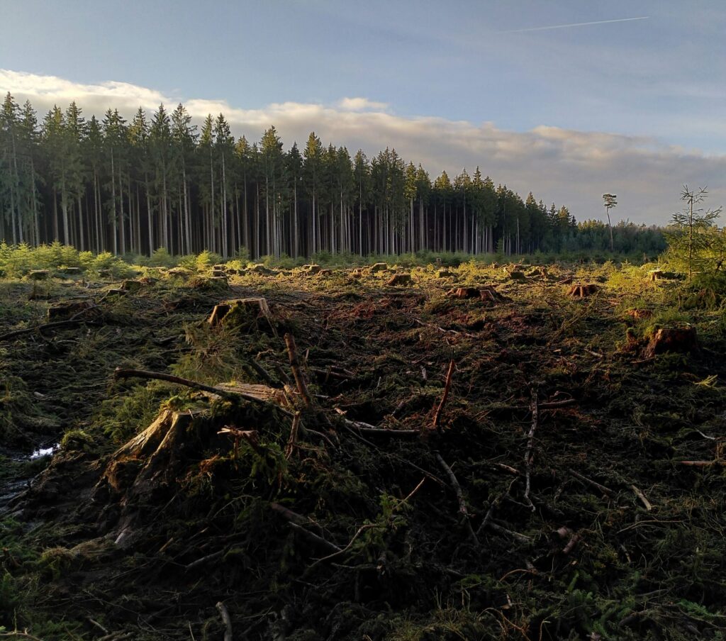Hogstfelt - illustrerer konsekvensutredninger i forbindelse med miljøinngrep