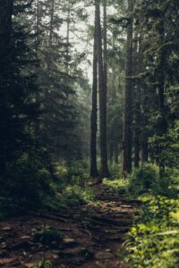 Bilde av mørk skog, Unsplash, Fotograf: Degleex Ganzorig