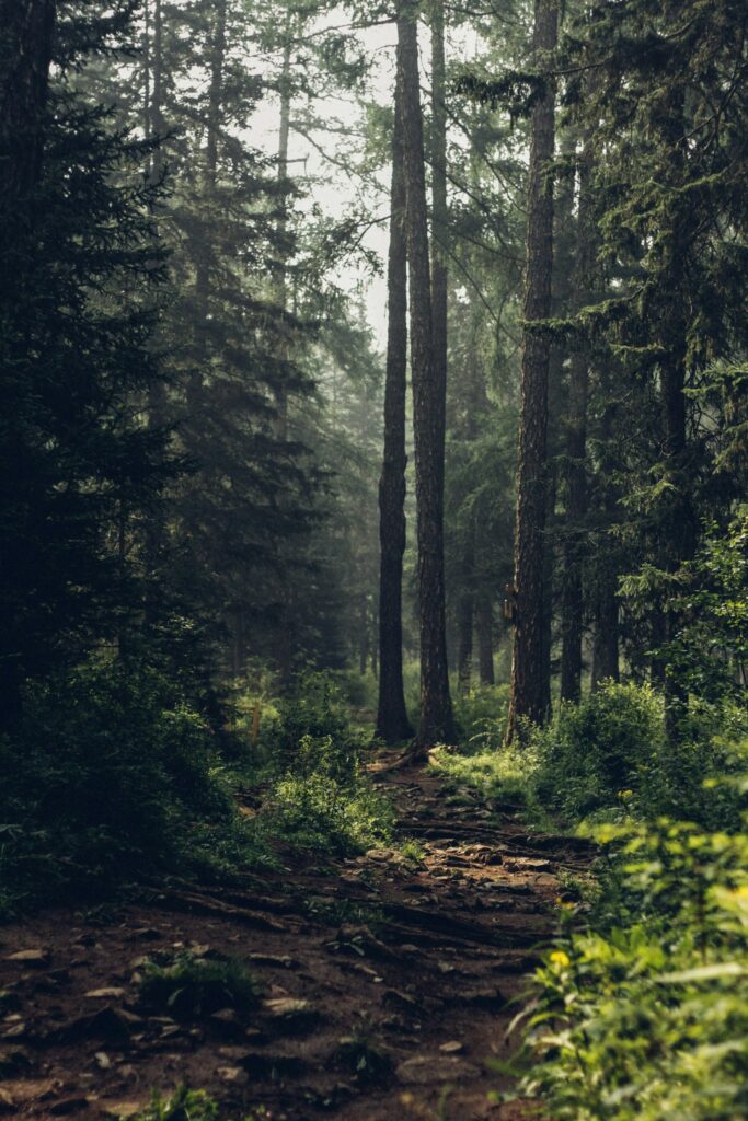 Bilde av mørk skog, Unsplash, Fotograf: Degleex Ganzorig